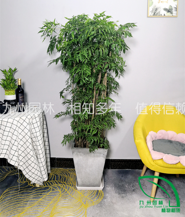 福祿桐