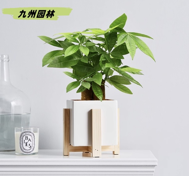 桌面發(fā)財樹