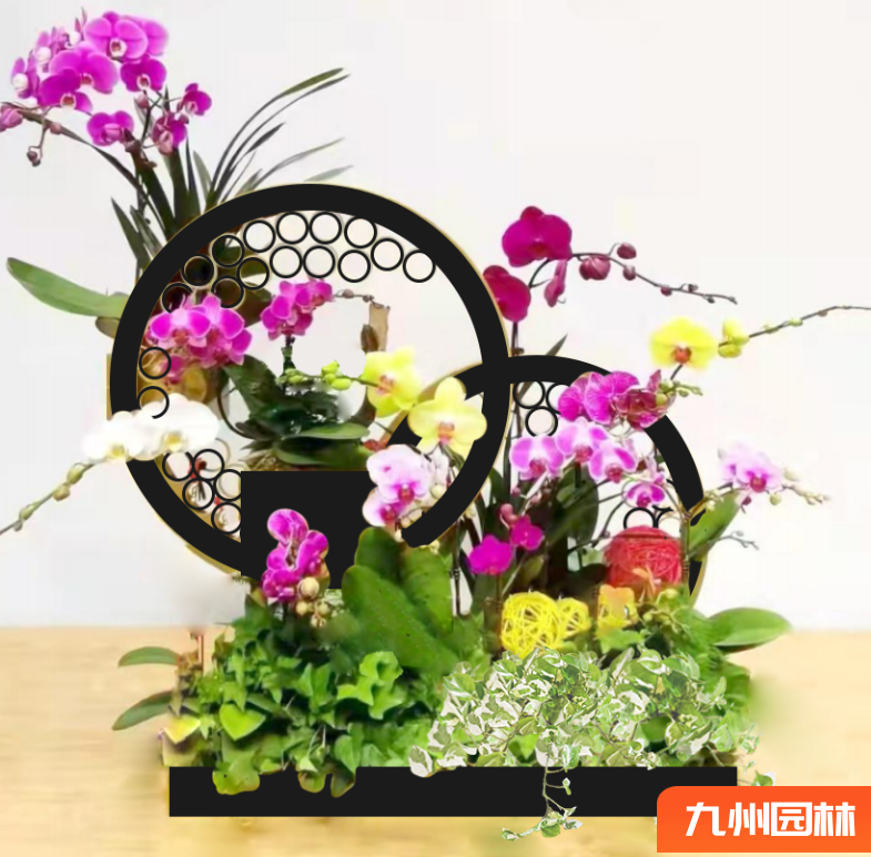 造型蝴蝶蘭組合