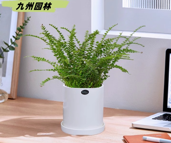 紐扣蕨